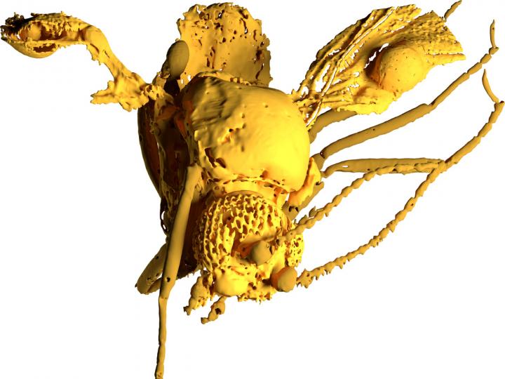 Model of the 54-million-year-old Biting Midge