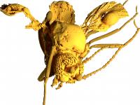 Model of the 54-million-year-old Biting Midge