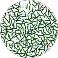 Bacterial Vortex Simulation