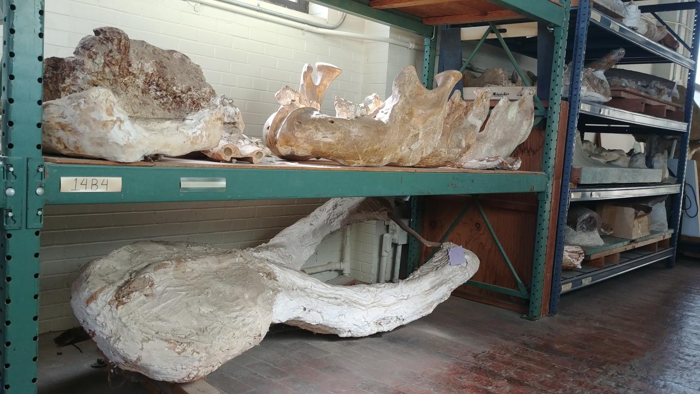 Fossil Collections