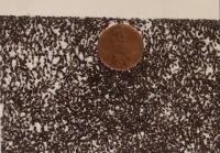 Ants with a Penny