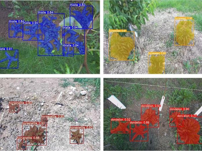 These photos show images of different weed species that the researchers trained the artificial intelligence (AI) machine vision model to recognize.