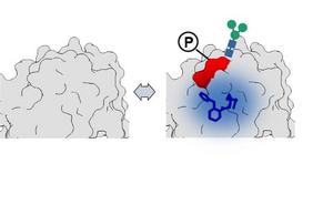 How changes to proteins can alter drug interactions for new precision therapies