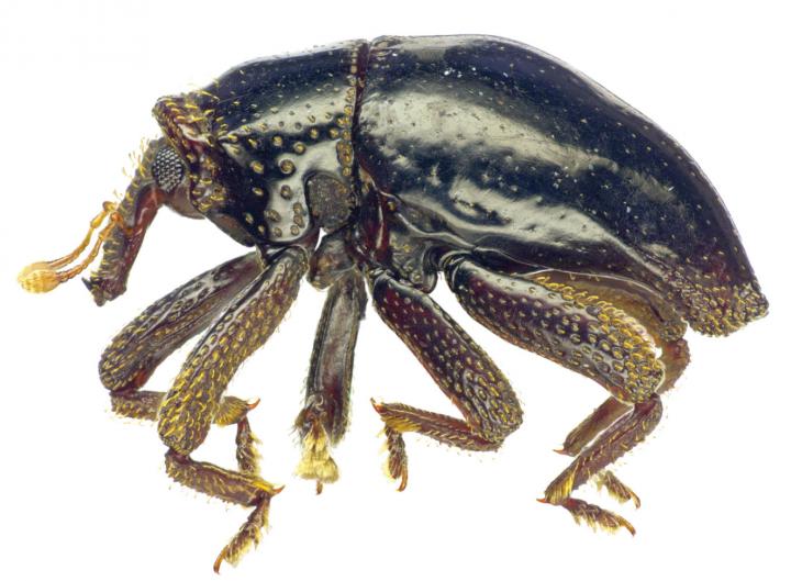 Flightless Beetle Species