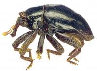 Flightless Beetle Species