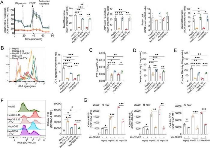 Mitochondrial OXPHOS dysfunction and excess ROS accumulation in HBV-replication hepatoma cell lines