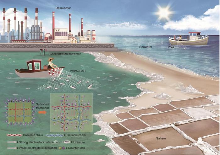Schematic illustration of PVPA–PAO application for uranium extraction from concentrated seawater generated by seawater desalination and solar saltworks.