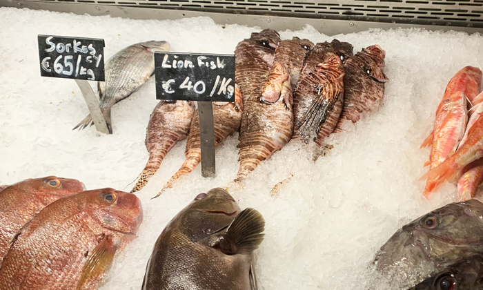 Lionfish as a source of food