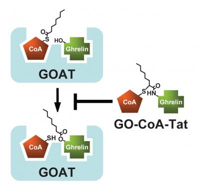 New Drug Slims Down Mice
