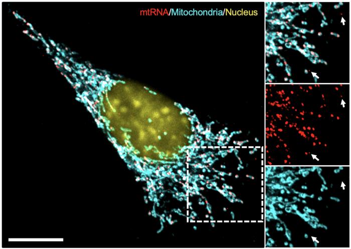 Mitochondrial RNA in melanoma cell