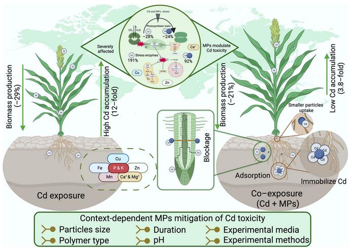 Microplastic-mediated modulation of Cd toxicity: evidence from a global meta-analysis