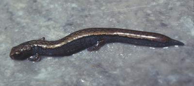 <i>Thorius longicaudus</i>