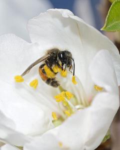 A foraging Andrena bee in close contact with floral structures, particularly pollen grains that may harbor viruses