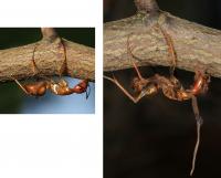 Two Ants