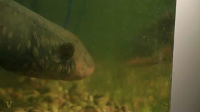 Electric Eels Use Remote Control on Prey (5 of 5)