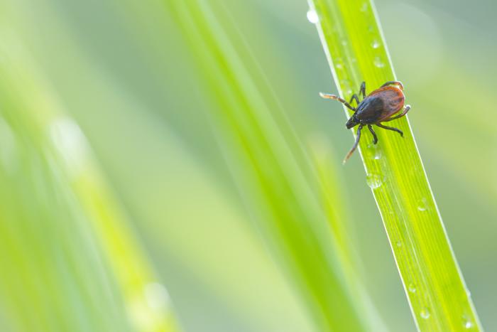 A tick