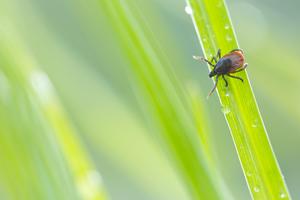 A tick
