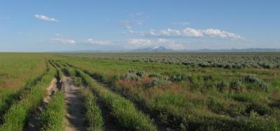 Fire Line, Sage Line