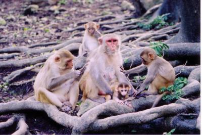 Monkey