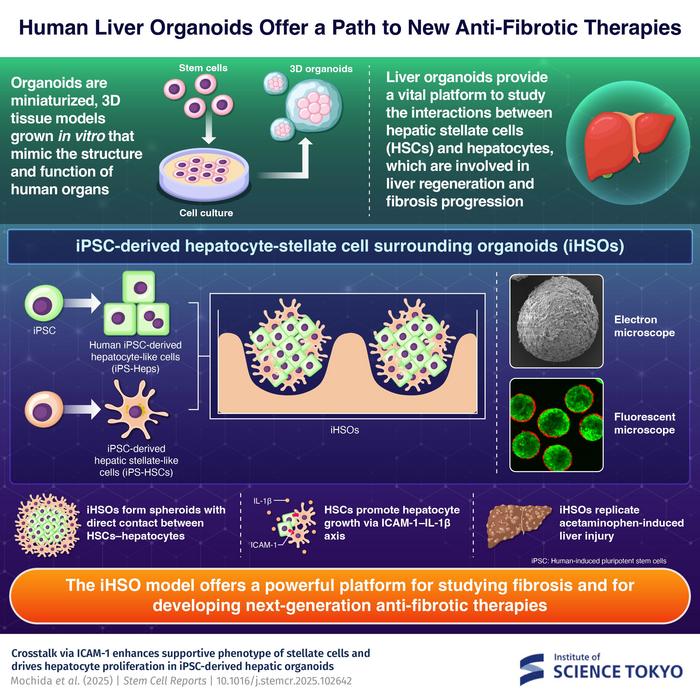 Human liver organoids offer a path to new anti-fibrotic therapies