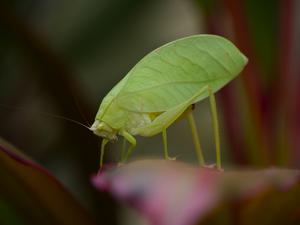 Arota Festae green