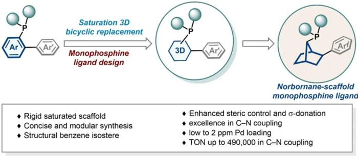 Designing efficient C–N-coupled novel phosphine ligands using a clever "3D benzene ring simulation" strategy