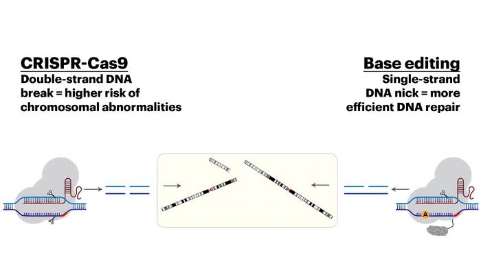 The diagram illustrates the difference between CRISPR-Cas9 and base editing. The study shows that the method used to disrupt DNA affects the mechanism by which it is repaired in early human embryos.