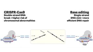 The diagram illustrates the difference between CRISPR-Cas9 and base editing. The study shows that the method used to disrupt DNA affects the mechanism by which it is repaired in early human embryos.
