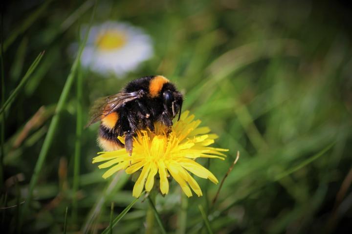 Bumblebee