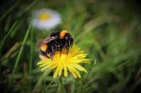 Bumblebee