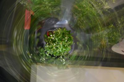 <i>A. thaliana</i> in a Tube