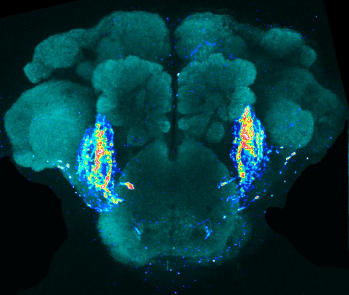 Brain of <I>Drosophila</I>