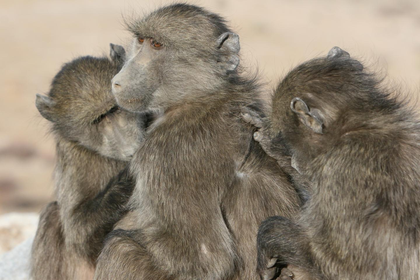 Grooming