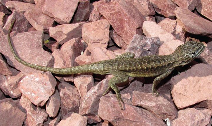 <i>Liolaemus scorialis</i> (1 of 2)
