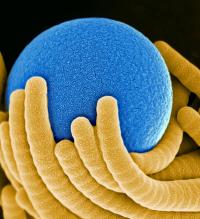 Sphere In Hand