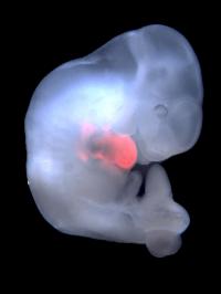 New Findings Highlight Promise of Chimeric Organisms for Science and Medicine