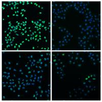Two New Pathways in Stem Cell Growth Revealed