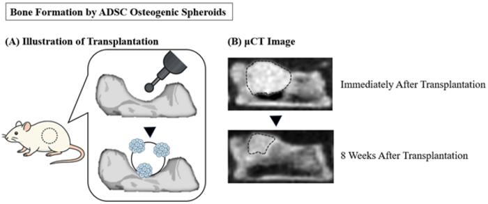 Bone formation by ADSC bone-differentiated spheroids