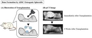 Bone formation by ADSC bone-differentiated spheroids