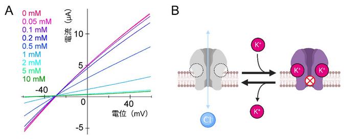 Extracellular K+-dependence of Alka channel