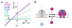 Extracellular K+-dependence of Alka channel