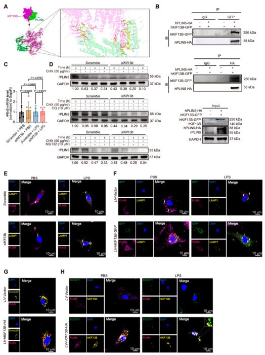 Fig.6. KIF13B governs PLIN5 stability and localization to couple lipid droplets with mitochondrial metabolism