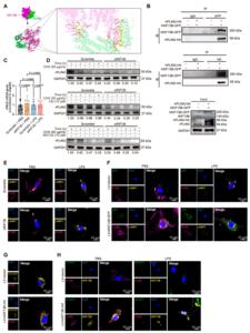Fig.6. KIF13B governs PLIN5 stability and localization to couple lipid droplets with mitochondrial metabolism