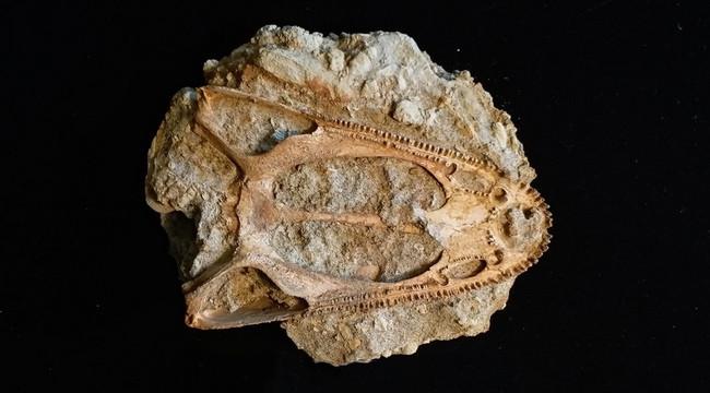Wetlugasaurus