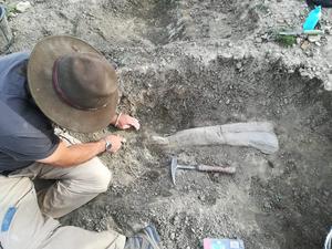 Exposing the femur of Camarillasaurus cirugedae
