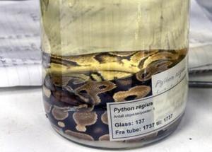 Royal python