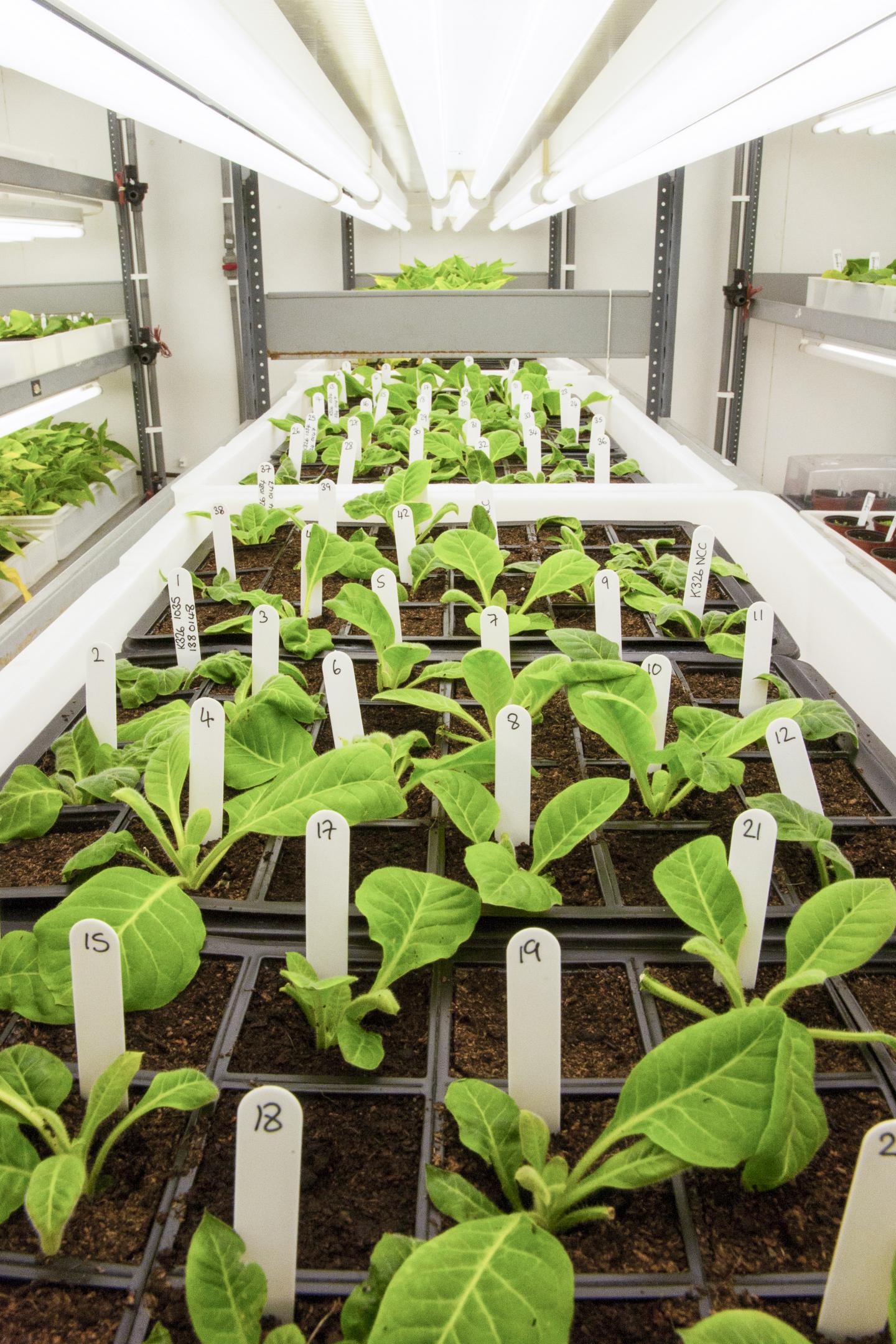 Tobacco Plants