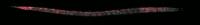 3D View of a Permanent-Stage <em>C. Elegans</em> Larva