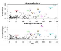 Plots showing coinciding spikes of gene duplication and phenotypic innovation of major gymnosperm clades