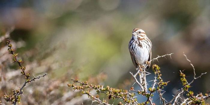 Song Sparrow